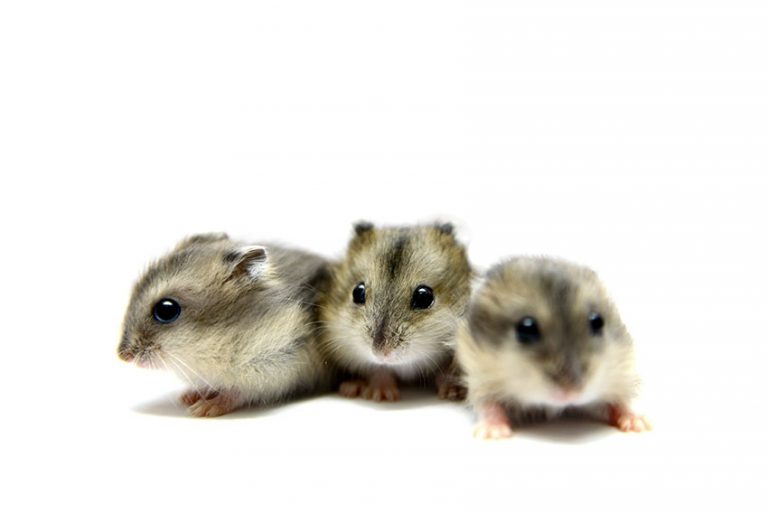 Detecteren hobby Oproepen Hamsters – Karman Dierenspeciaalzaak